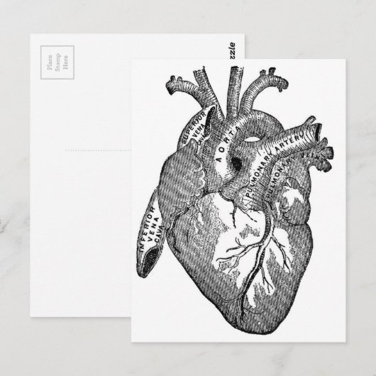  anatomisch hart briefkaart (Voorkant / Achterkant)