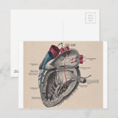  anatomisch hart briefkaart (Voorkant / Achterkant)
