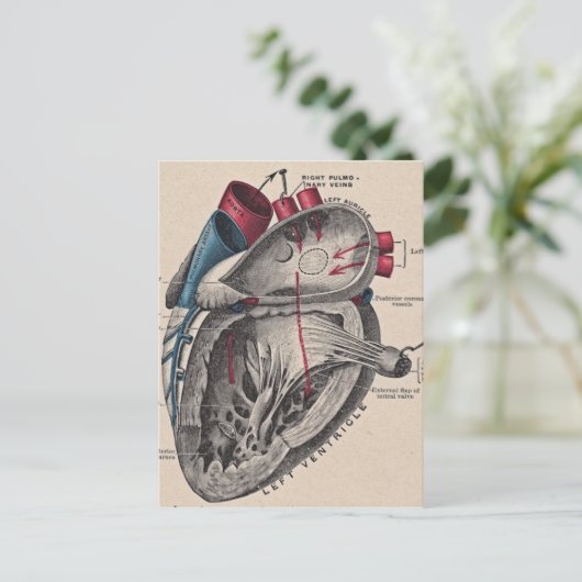 anatomisch hart briefkaart (Staand voorkant)