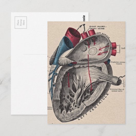anatomisch hart briefkaart (Voorkant / Achterkant)