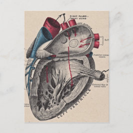 anatomisch hart briefkaart