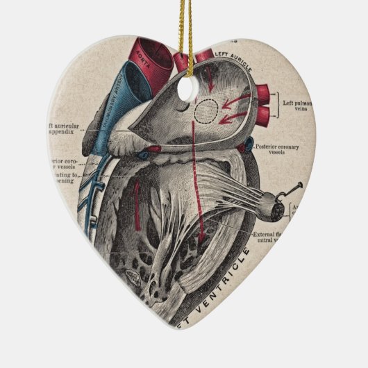  anatomisch hart keramisch ornament (Rechts)