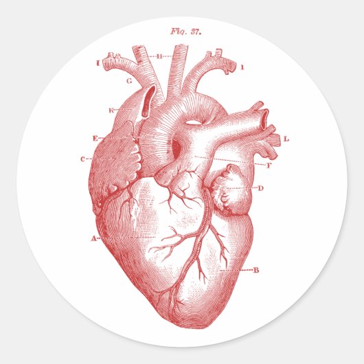 Anatomisch hart ronde sticker (Voorkant)