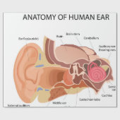 Anatomisch hartdiagram cadeaupapier (Vlak)