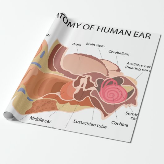 Anatomisch hartdiagram cadeaupapier (Uitgerold)