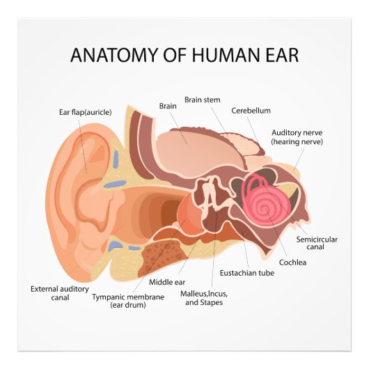 Anatomisch hartdiagram foto afdruk (Voorkant)