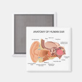 Anatomisch hartdiagram magneet (Voorkant / Achterkant)
