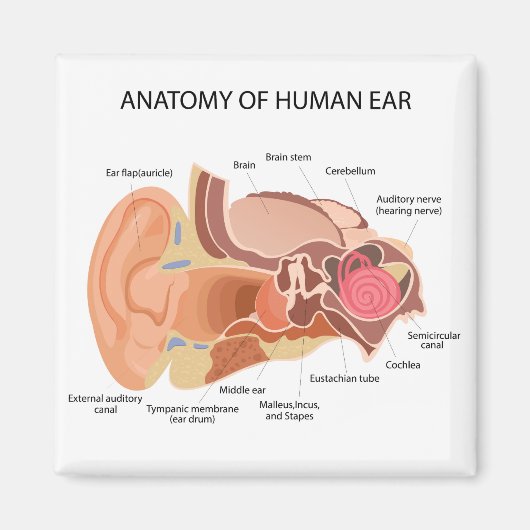 Anatomisch hartdiagram magneet (Voorkant)