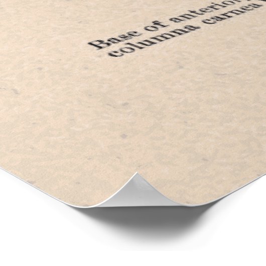  anatomisch hartdiagram poster (Hoek)