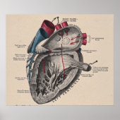  anatomisch hartdiagram poster (Voorkant)