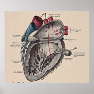 anatomisch hartdiagram poster
