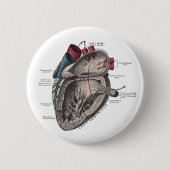 Anatomisch hartdiagram ronde button 5,7 cm (Voorkant)
