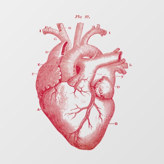  Anatomisch humaan hart  Kunstvensterkoeling Raamsticker (Vel)