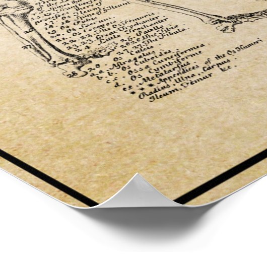 ANATOMISCH MAN 1728 POSTER (Hoek)