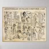 ANATOMISCH MAN 1728 POSTER (Voorkant)