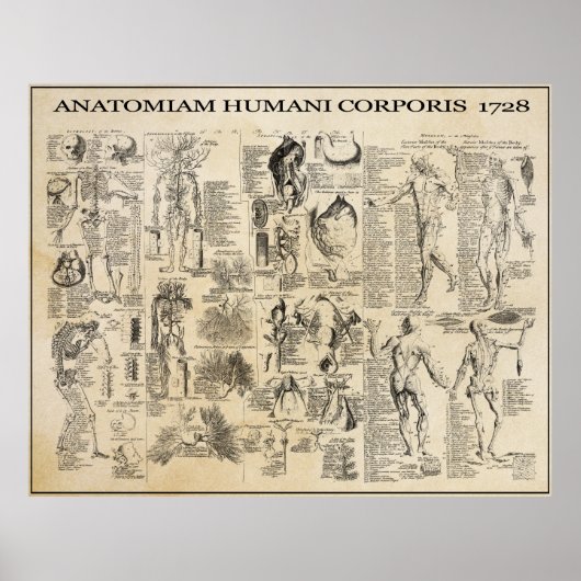 ANATOMISCH MAN 1728 POSTER (Voorkant)
