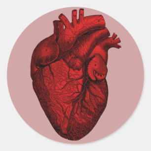 Anatomisch menselijk hart ronde sticker