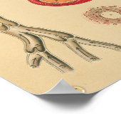 anatomische anatomische anatomie poster (Hoek)