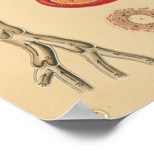  anatomische anatomische anatomie poster (Hoek)