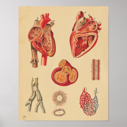 anatomische anatomische anatomie poster (Voorkant)