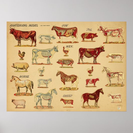 Anatomische Atlas van Boerderijdieren Poster (Voorkant)