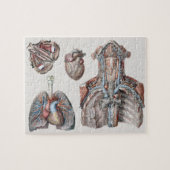  anatomische borst, organen, ogen legpuzzel (Horizontaal)