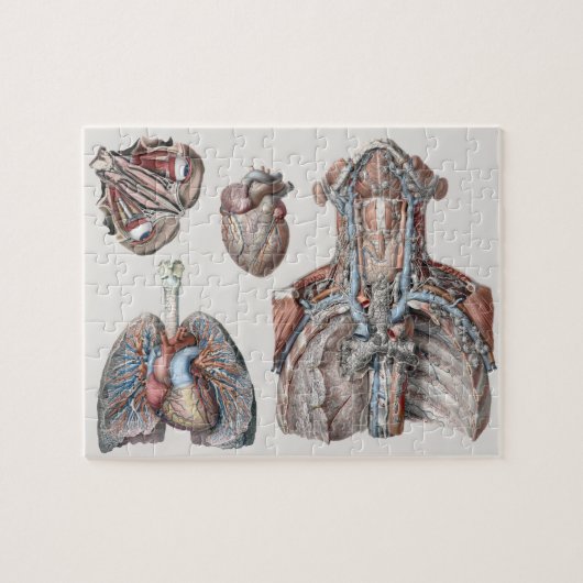 anatomische borst, organen, ogen legpuzzel (Horizontaal)