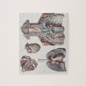  anatomische borst, organen, ogen legpuzzel (Verticaal)