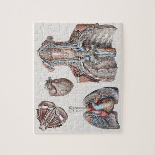  anatomische borst, organen, ogen legpuzzel (Verticaal)