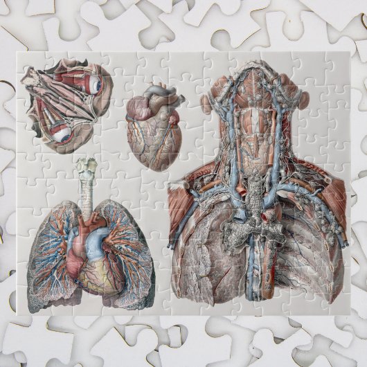  anatomische borst, organen, ogen legpuzzel