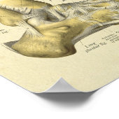 Anatomische Botten voor voetansluiting Afdrukken A Poster (Hoek)