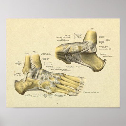 Anatomische Botten voor voetansluiting Afdrukken A Poster (Voorkant)