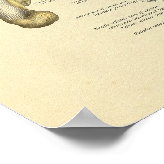 Anatomische Botten voor voetansluiting Afdrukken A Poster (Hoek)