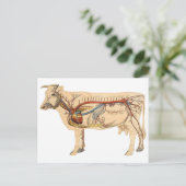 Anatomische Cute Koe Briefkaart (Staand voorkant)