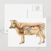 Anatomische Cute Koe Briefkaart (Voorkant / Achterkant)