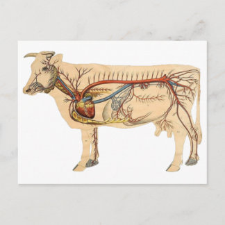 Anatomische Cute Koe Briefkaart