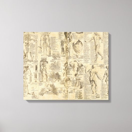 Anatomische Grafiek uit Cyclopaedie 1728 Canvas Afdruk (Voorkant)