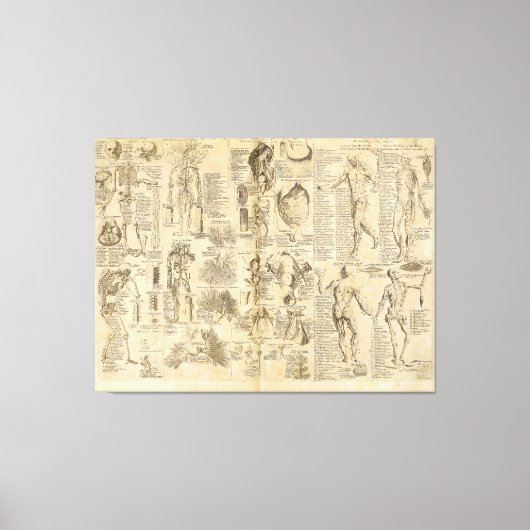 Anatomische Grafiek uit Cyclopaedie 1728 Canvas Afdruk (Voorkant)