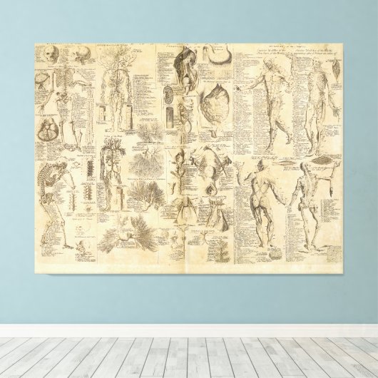 Anatomische Grafiek uit Cyclopaedie 1728 Canvas Afdruk (Insitu (Houten vloer))