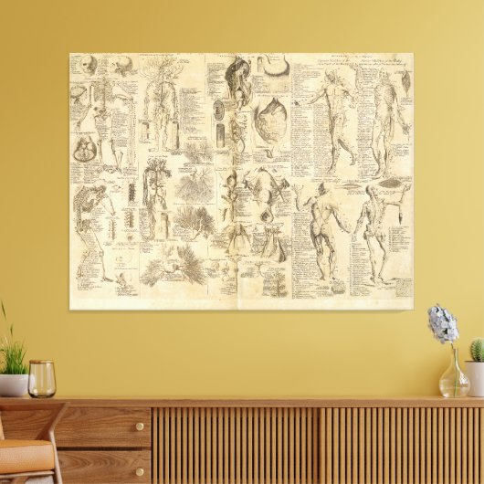 Anatomische Grafiek uit Cyclopaedie 1728 Canvas Afdruk (Insitu (Woonkamer))