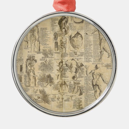 Anatomische Grafiek uit Cyclopaedie 1728 Metalen Ornament (Voorkant)
