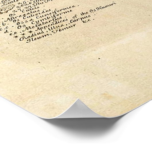 Anatomische Grafiek uit Cyclopaedie 1728 Poster (Hoek)