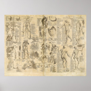 Anatomische Grafiek uit Cyclopaedie 1728 Poster