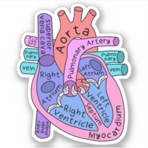 Anatomische hart hartverpleegkundige Practioner Sticker