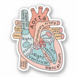 Anatomische Hart Sticker, Cardiale IC Verpleegkund Sticker