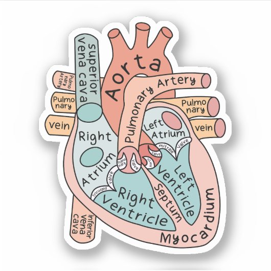 Anatomische Hart Sticker, Cardiale IC Verpleegkund Sticker (Voorkant)