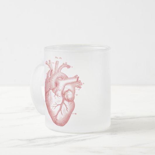 anatomische hartkamer, gevriesdroogde Mok van gla (Voorkant links)