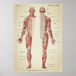  anatomische illustratie poster