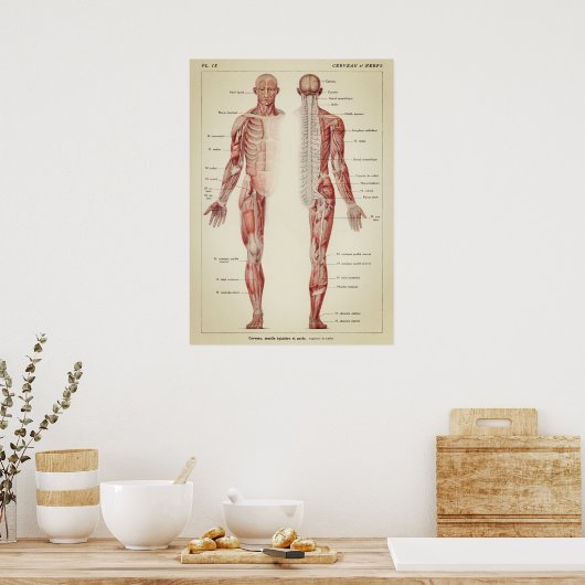 anatomische illustratie poster (Keuken)