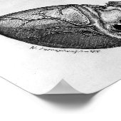  anatomische illustratie poster (Hoek)